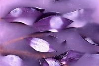 Wax Flora